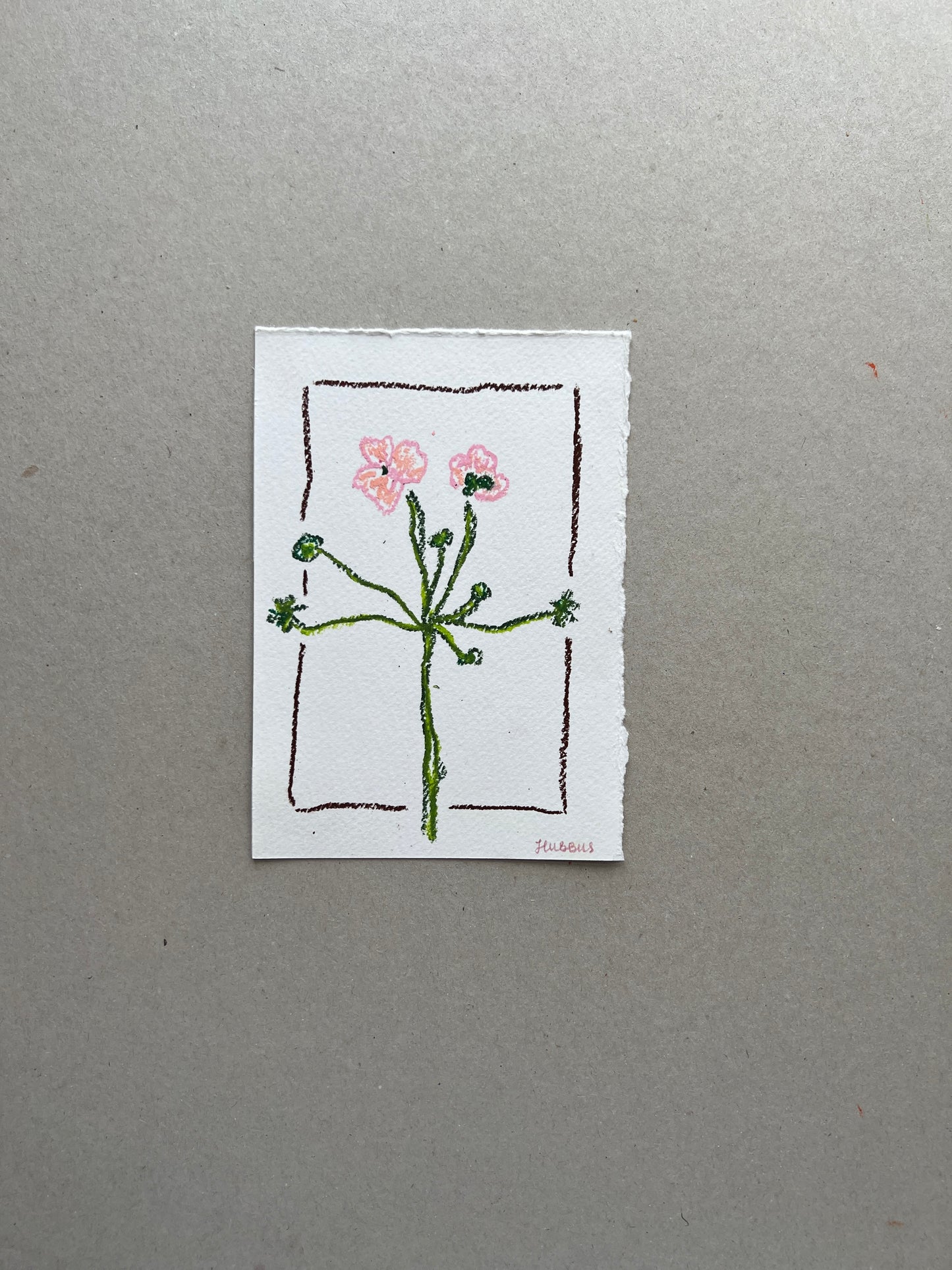 MAY FLOWER 01